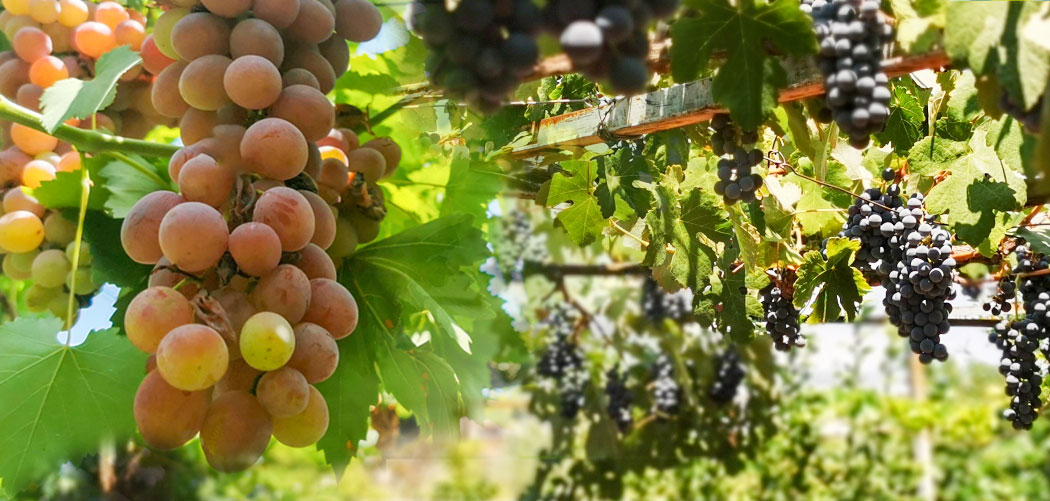 Weintraubensaison im Garten der Musen Hellenikon Selianitika