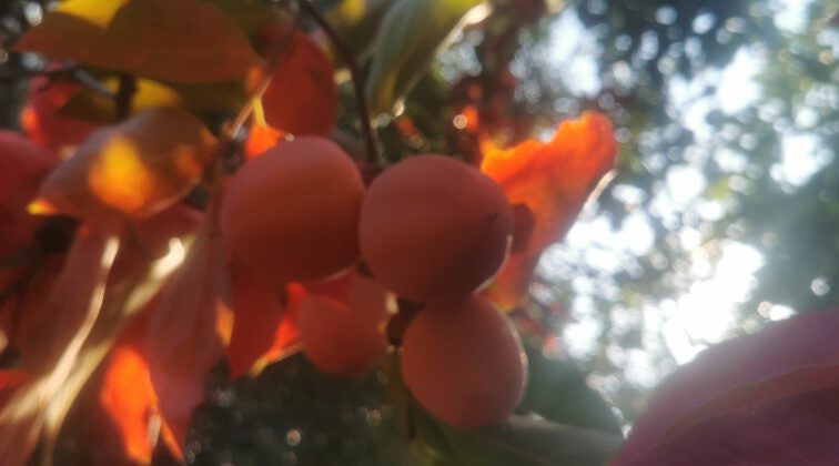 Kais im November im Garten der Musen